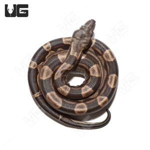 Male Motley Het Snow (Kahl/Anery Type 1) Colombian Boa #5 | Buy Male Motley Het Snow (Kahl/Anery Type 1) Colombian Boa #5 Online