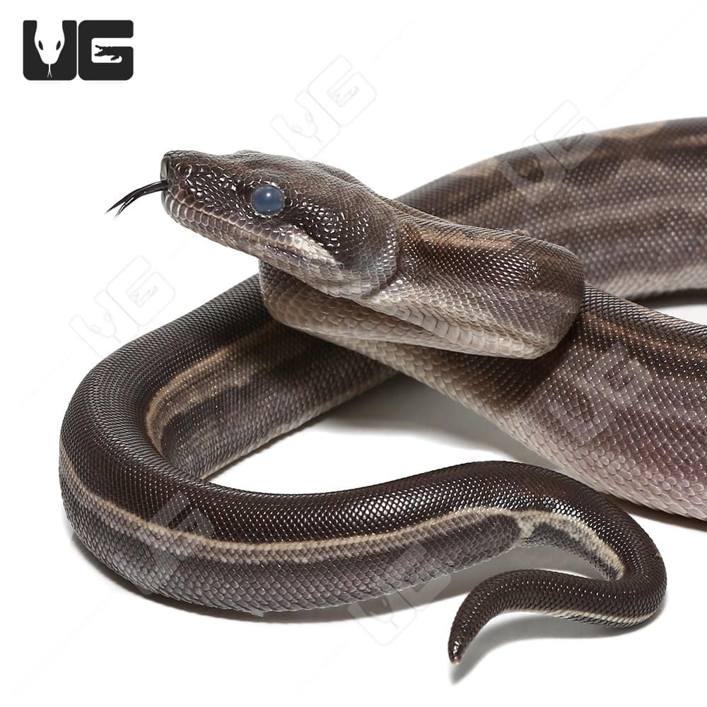 Male Motley Het Snow (Kahl/Anery Type 1) Boa #6 - Image 2