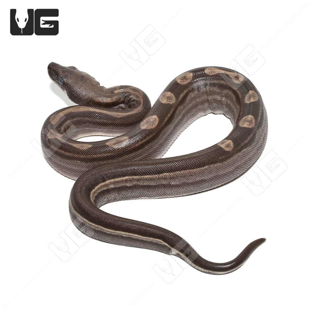 Male Motley Het Snow (Kahl/Anery Type 1) Boa #6 - Image 4