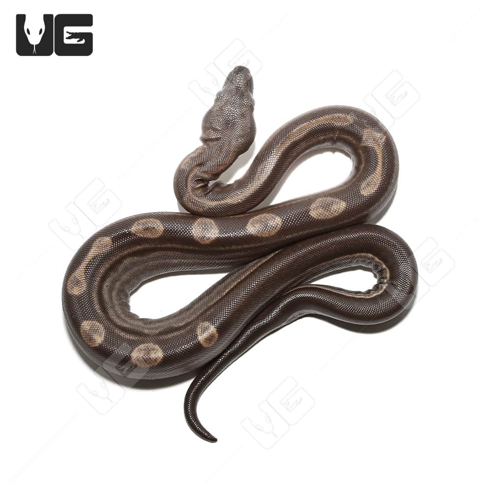 Male Motley Het Snow (Kahl/Anery Type 1) Boa #6 | Buy Male Motley Het Snow (Kahl/Anery Type 1) Boa #6 Online