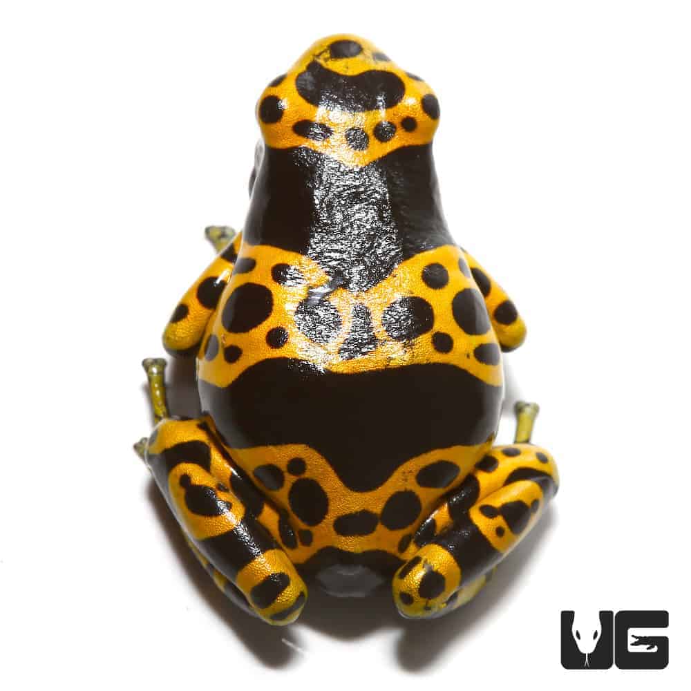 Adult Fine Spot Bumblebee Dart Frog | Buy Bumblebee Dart Frog
