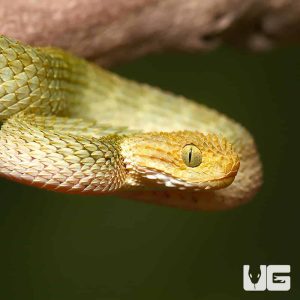 Baby Yellow Headed Squamigera Bush Viper | Buy Baby Yellow Headed Squamigera Bush Viper Online In USA