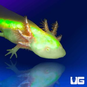 GFP Albino Axolotl | GFP Albino Axolotl For Sale