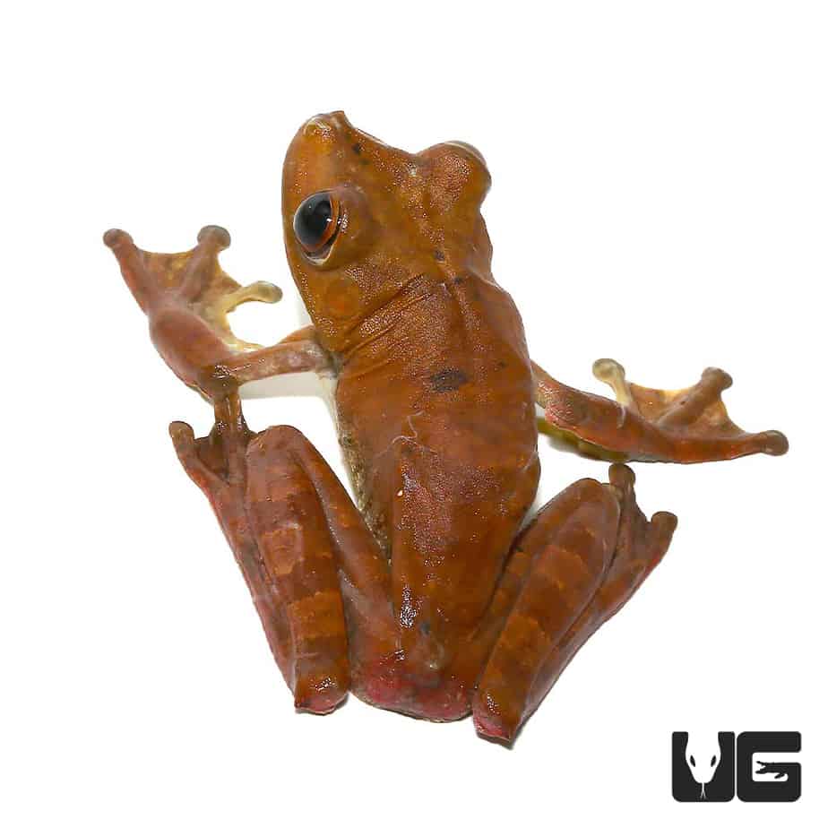 Gladiator Tree Frog - Image 2