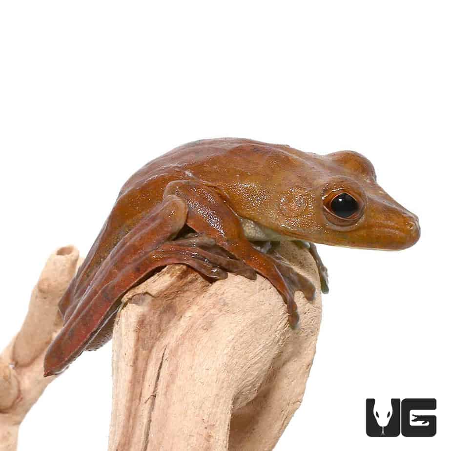 Gladiator Tree Frog - Image 3