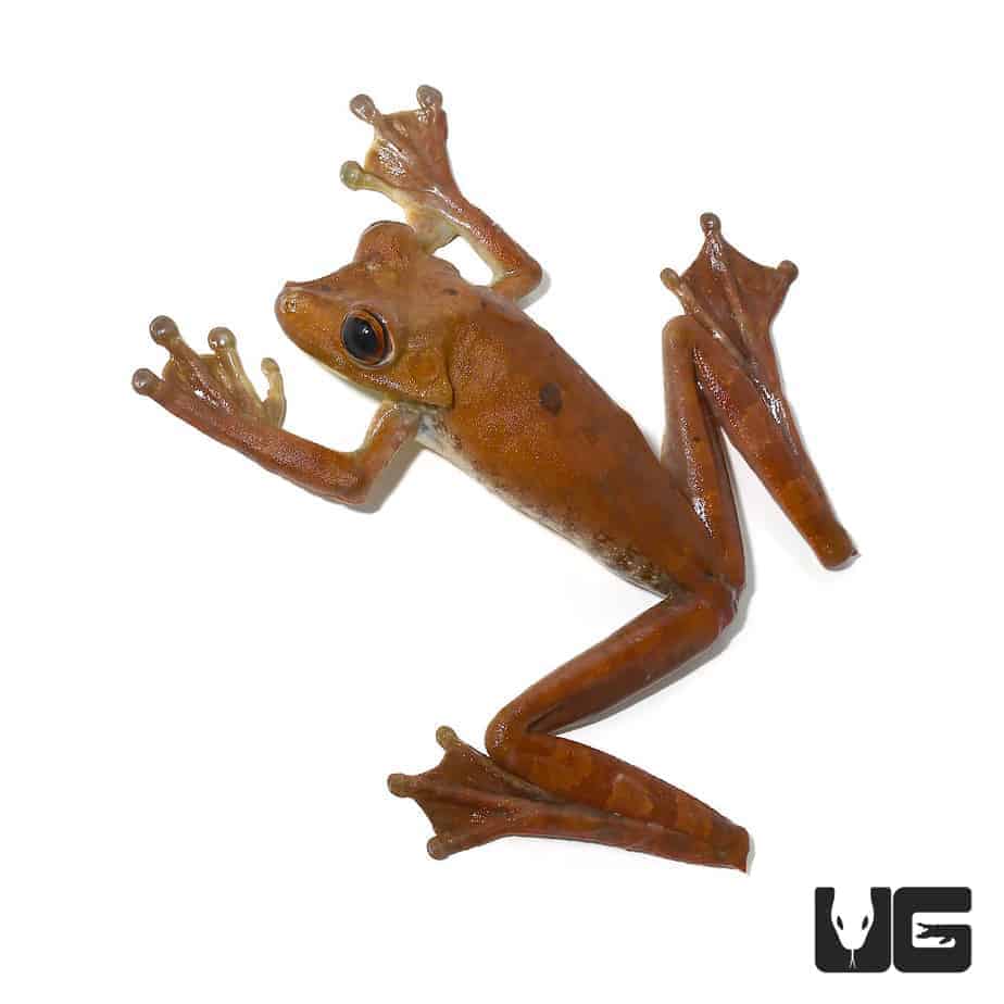Gladiator Tree Frog - Image 4