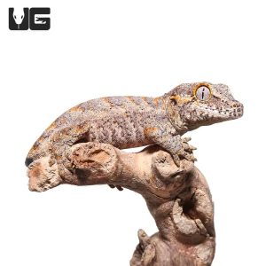 Baby Tailless Orange Blotched Gargoyle Gecko | Tailless Blotched Gargoyle