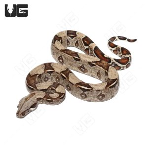 Female Normal Double Het Snow Boa #3 | Buy Female Normal Double Het Snow Boa #3 In USA