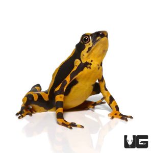 Orange Atelopus Toad | Buy Orange Atelopus Toad
