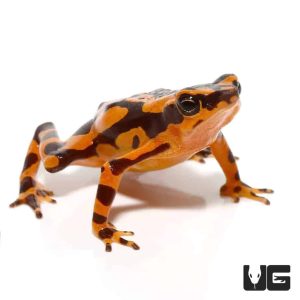 Orange Harlequin Toad | Where To Buy Orange Harlequin Toad