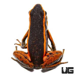 Orange Trivittatus Dart Frog | Orange Trivittatus Dart Frog For Sale