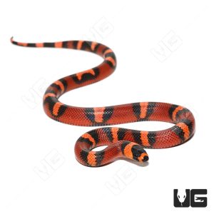 Baby Female Tangerine Het Pearl Honduran Milksnake | Buy Baby Female Tangerine Het Pearl Honduran Milksnake In USA