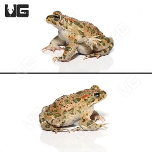 Six Legged Mutant Green Toad | Buy Six Legged Green Toad