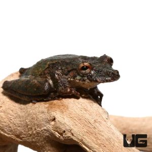 Spix’s Snouted Tree Frog | Buy Spix’s Snouted Tree Frog | Snouted Tree Frog For Sale