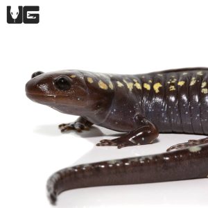 Golden Snowflake Spotted Salamander | Snowflake Salamander