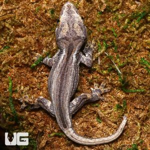 Baby Striped Gargoyle Gecko | Buy Baby Striped Gargoyle Gecko