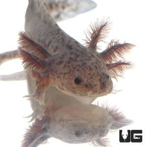 Axanthic Axolotl | Axanthic Axolotl For Sale