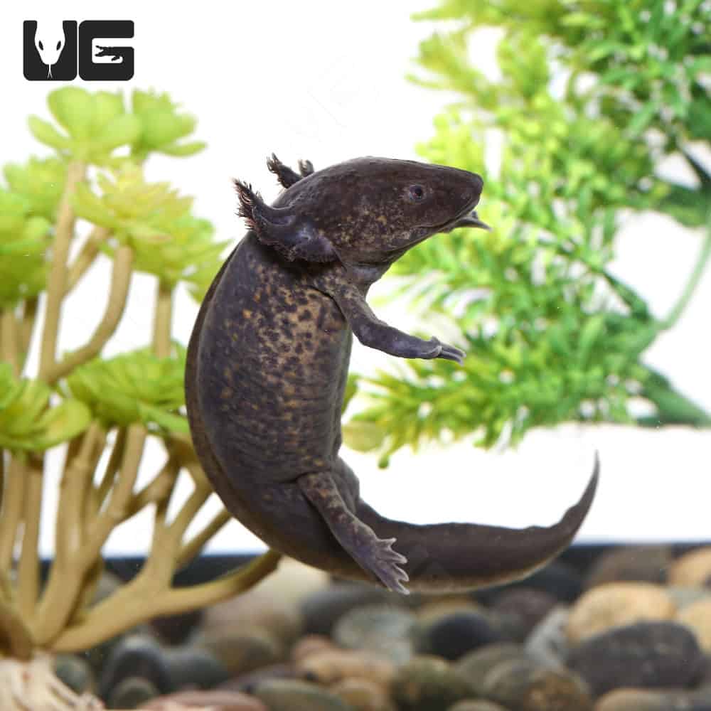 Sub-Adult Wildtype Axolotl | Sub-Adult Wildtype Axolotl For Sale