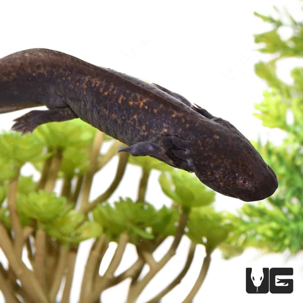 Sub-Adult Wildtype Axolotl - Image 3