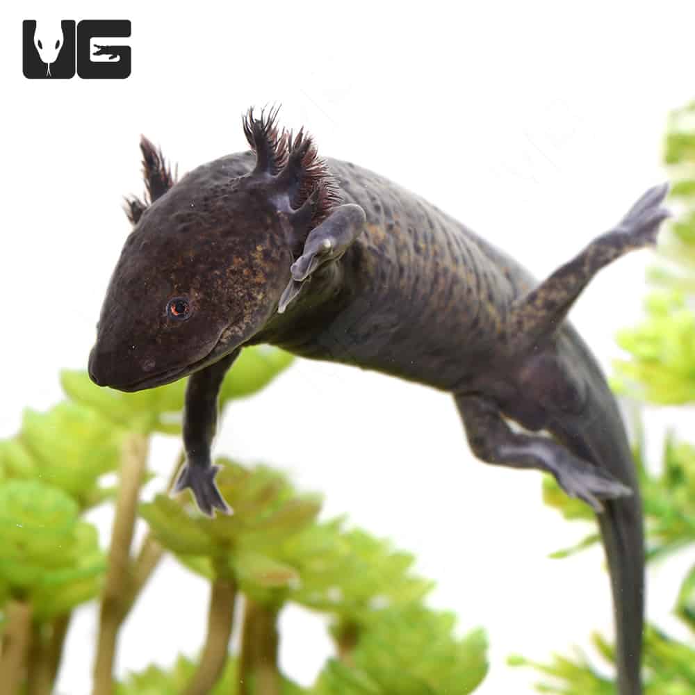 Sub-Adult Wildtype Axolotl - Image 2