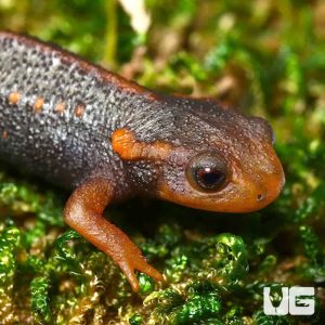 Taunggyi Crocodile Newt | Taunggyi Crocodile Newt For Sale