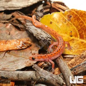 Two Tail Cave Salamander | Two Tail Cave Salamander For Sale