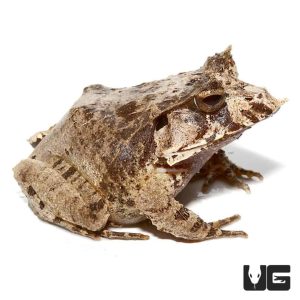 White Oak Eyelash Frog | Buy White Oak Eyelash Frog
