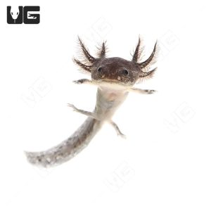 Wildtype Axolotl | Wildtype Axolotl For Sale