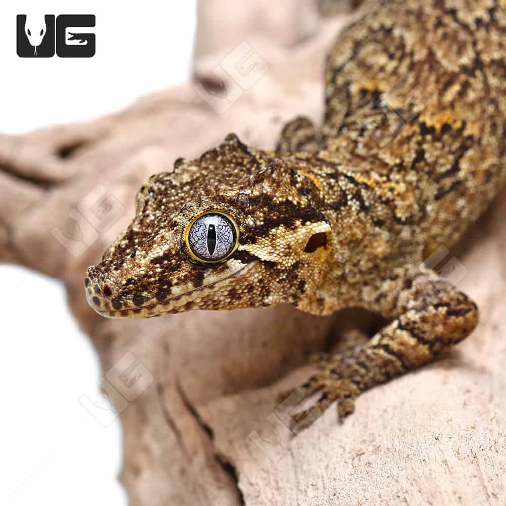 Adult Reticulated Gargoyle Gecko - Image 2