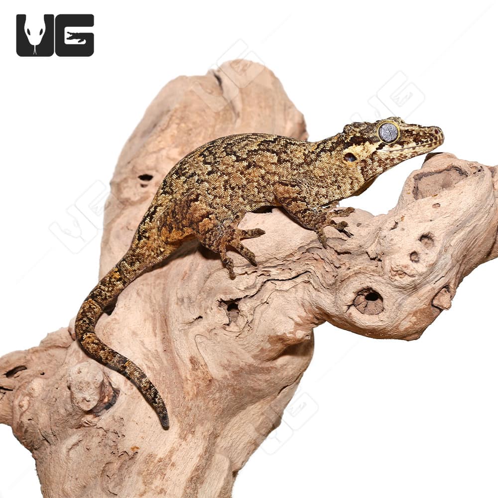 Adult Reticulated Gargoyle Gecko - Image 3