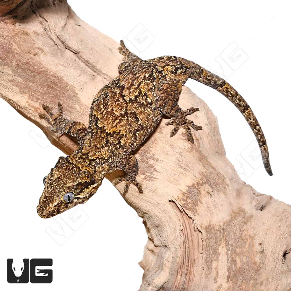 Adult Reticulated Gargoyle Gecko