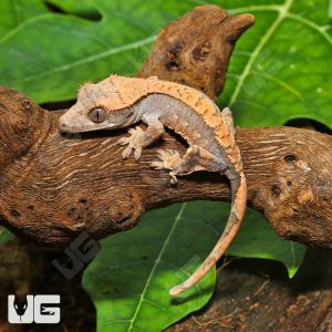 Baby Orange Creamsicle Crested Gecko #14