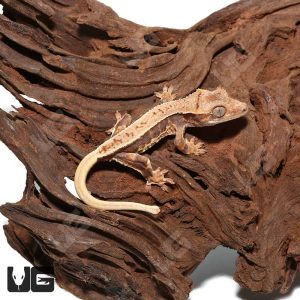 Baby Lilly White Crested Gecko #2