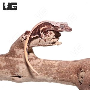 Baby Lilly White Crested Gecko #3