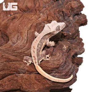 Baby Lilly White Crested Gecko #4