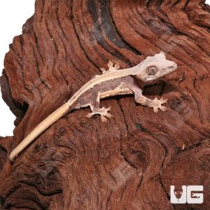 Baby Lilly White Crested Gecko #6