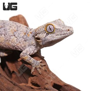 Pair Sub Adult Blotched Gargoyle Gecko