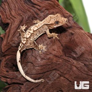 Juvenile Creamy Extreme Harlequin Crested Gecko #5