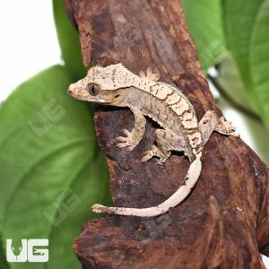 Juvenile Creamy Extreme Harlequin Crested Gecko #4