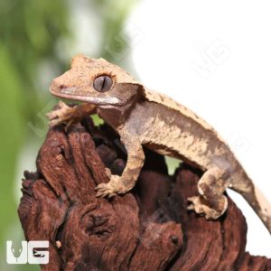 Juvenile Creamy Extreme Harlequin Crested Gecko #6