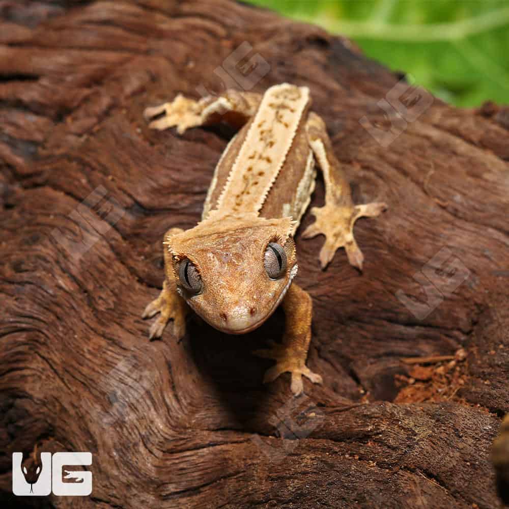 Juvenile Tailless Creamsicle Extreme Harlequin Crested Gecko #11 - Image 4