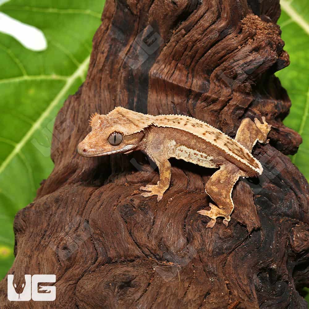 Juvenile Tailless Creamsicle Extreme Harlequin Crested Gecko #11