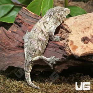 Subadult Female Leachianus Gecko #1