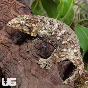 Subadult Female Leachianus Gecko #3