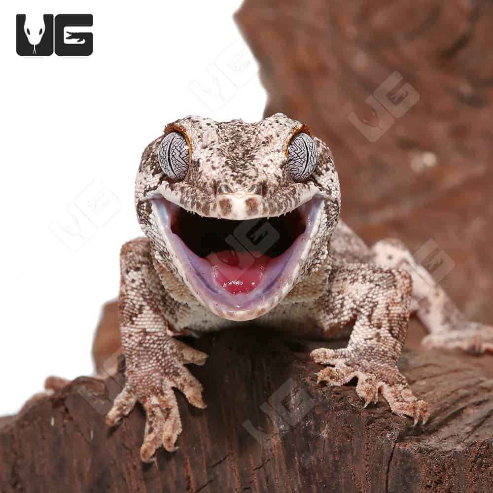 Adult Male Colored Striped Gargoyle - Image 2