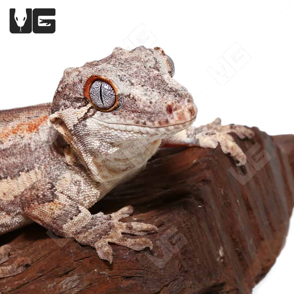 Adult Male Orange Stripe Gargoyle - Image 2