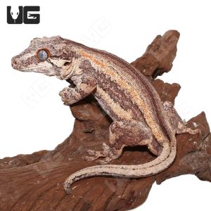 Adult Male Orange Stripe Gargoyle