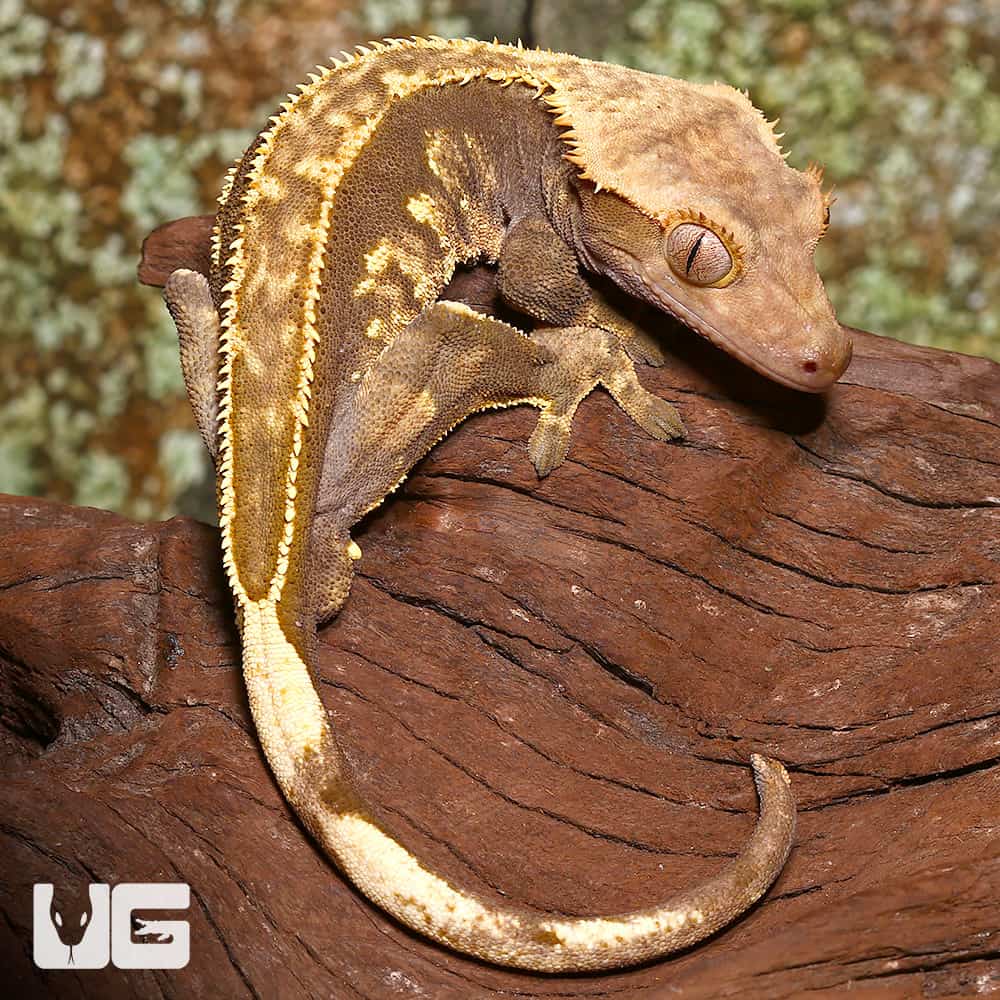 Adult Male Pinstripe Crested Gecko