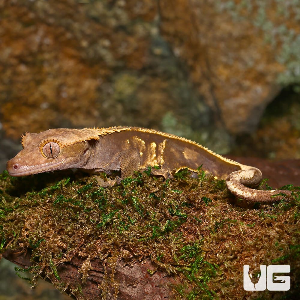 Adult Male Pinstripe Crested Gecko - Image 3