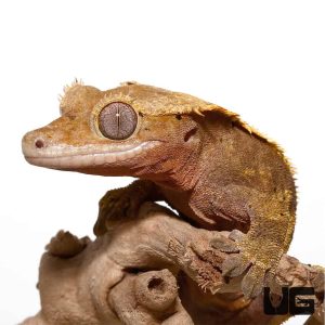 Adult Partial Pinstripe Harlequin Crested Gecko